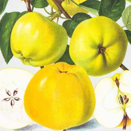 Apfel Signe Tillisch, im ca. 28 cm-Topf 