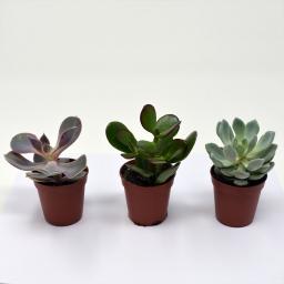 Zimmerpflanzen-Mischung Sukkulenten, 3er Set, im ca. 6 cm Topf 