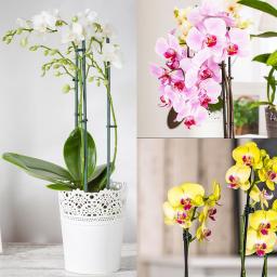 Zimmerpflanzen-Sortiment Orchideenzauber 