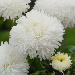 Gänseblümchen Tasso White, im ca. 13 cm-Topf 