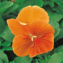 Edel-Veilchen Orchi® Orange, im ca. 13 cm-Topf 