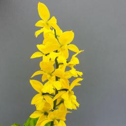 Freilandorchidee Duftorchidee, gelb, im ca. 12 cm-Topf 