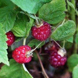 Himbeere Lucky Berry® Raspberry, im ca. 22 cm-Topf 