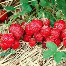 Erdbeere Gourmet, im ca. 9 cm-Topf 