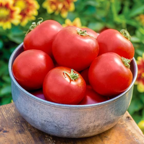 Tomatenpflanze Fleischtomate, veredelt, im ca. 12 cm-Topf
