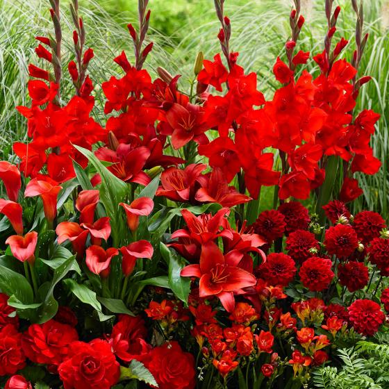 Blumenzwiebel-Set Roter Sommer
