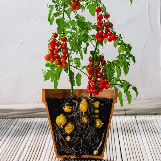 Tomaten-Kartoffelpflanze TomTato, veredelt, im ca. 12 cm-Topf
