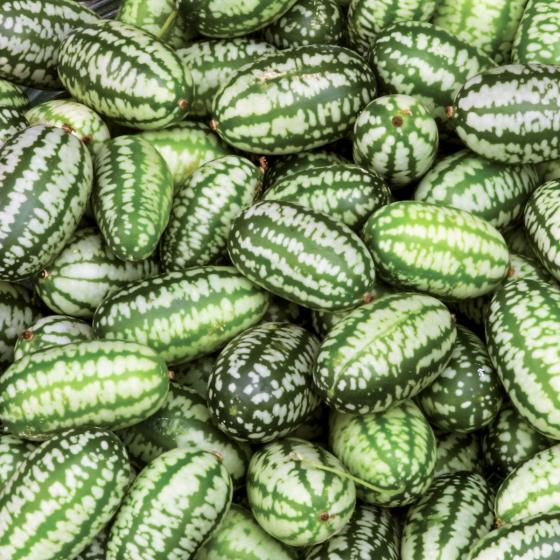 Gurkenpflanze Mexikanische Minigurke, im 11 cm-Topf online kaufen bei ...