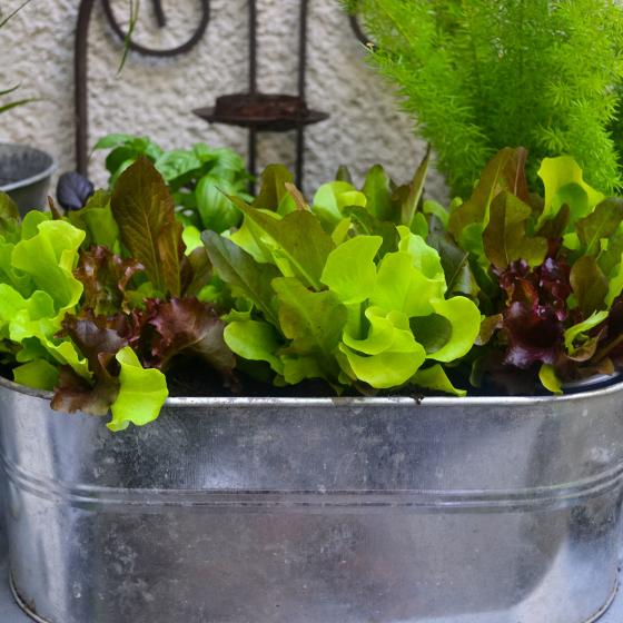 Pflück-Salatpflanze, im ca. 11 cm-Topf
