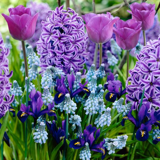 Blumenzwiebel-Mischung Blauer Frühling

