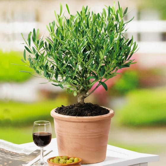Zimmerpflanze Mini-Olivenbusch
