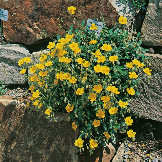 Gelbes Sonnenröschen Sterntaler, im ca. 9 cm-Topf
