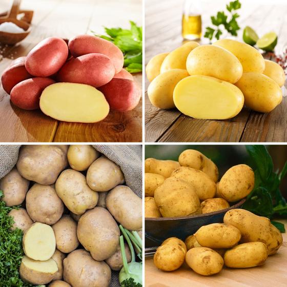 Kartoffel-Quartett Reifezeit-Spezialitäten, 12 Stück
