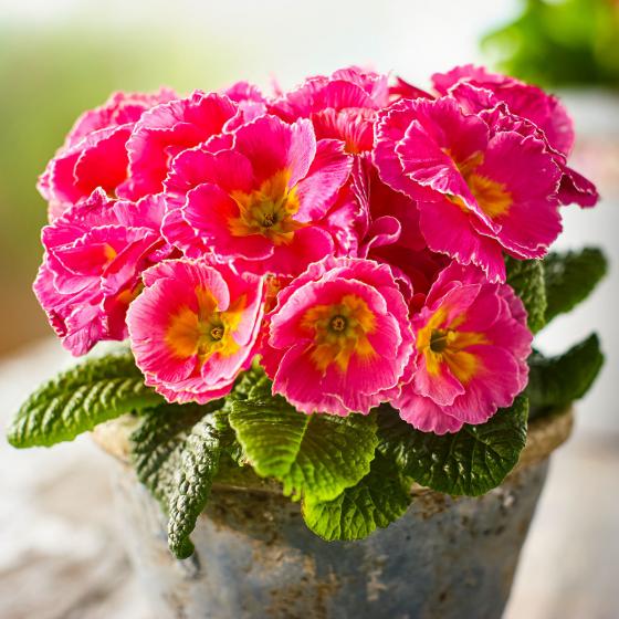 Rose Primrose Girl's Delight Pink Shades®,  im ca. 11 cm-Topf
