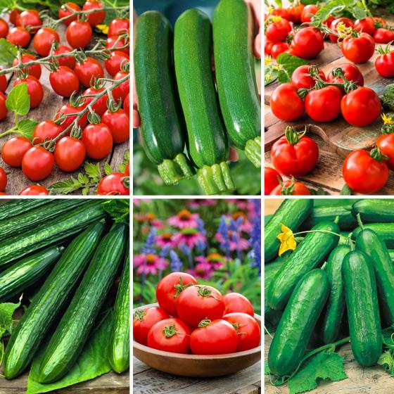 Gemüsepflanzen-Set Gemüsevielfalt
