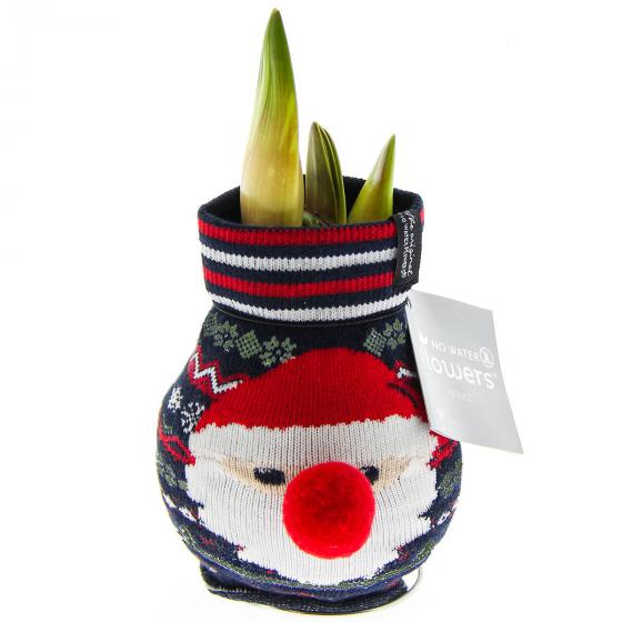 Amaryllis in Santa Claus-Socke
