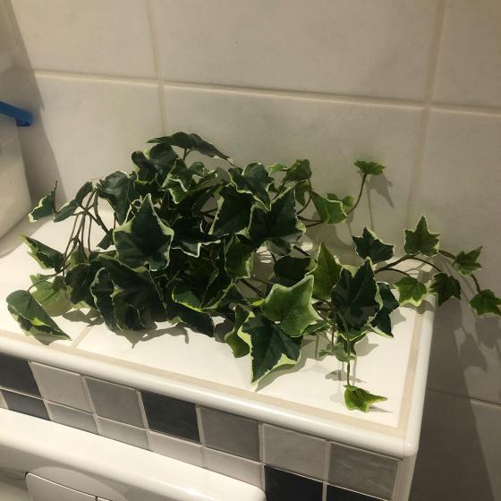 Kunstpflanze Efeuhänger, 45 cm, weiß-grün
