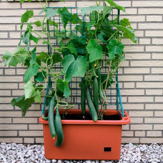 Gemüsepflanzer mit Rankgerüst
