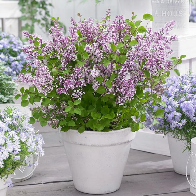 Zwerg Duftflieder Flowerfesta®  Purple, im ca. 19 cm-Topf