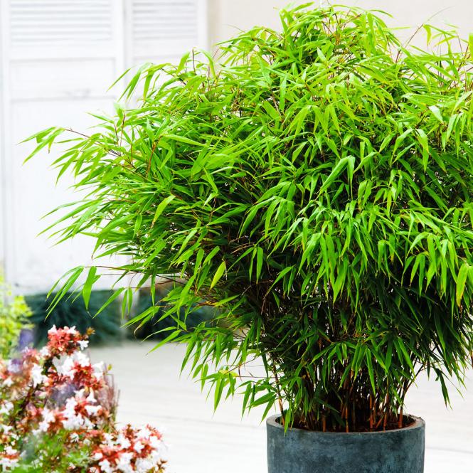 Garten-Bambus Rufa, im ca. 18 cm-Topf