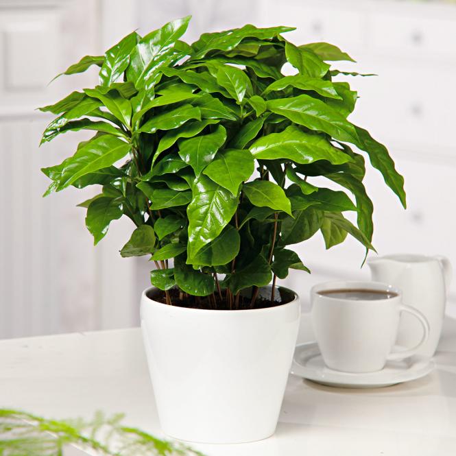 Kaffeepflanze Arabica, im ca. 12cm Topf