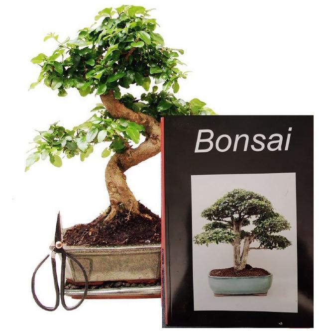 Bonsai-Sparset chinesischer Liguster