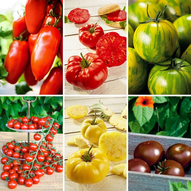Gemüsepflanzen-Set Tomatenvielfalt, 5 + 1 gratis