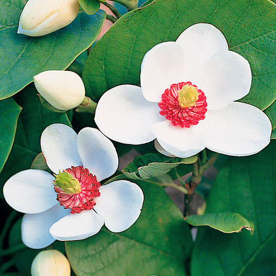 Sommer-Magnolie  Magnolia sieboldii