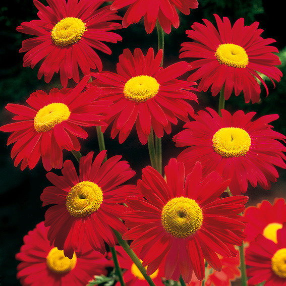 Margerite 'Robinsons Red'  Tanacetum (Chrysanthemum) coccineum