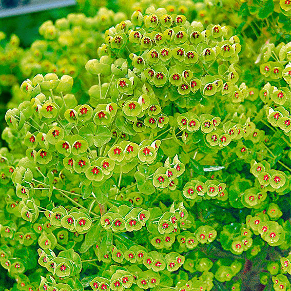 Grünblüte Euphorbia x martinii