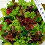 Saatband 6 m Baby-Leaf-Salat | #1