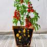 Tomaten-Kartoffelpflanze TomTato, veredelt, im ca. 12 cm-Topf | #1