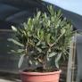 Mediterraner Mini-Olivenbusch, im ca. 14 cm-Topf | #1