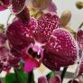 Violette Schmetterlings-Orchidee, im ca. 12 cm-Topf | #1