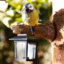 Solarlampe neugieriger Vogel, 16x11,5x17 cm, Polyresin | #1