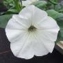 Weiße Riesenhängepetunie AlpeTunia® White, im ca. 12 cm-Topf | #1
