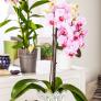 Rosa Schmetterlings-Orchidee, im ca. 12 cm-Topf | #1