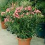 Großer Solitär-Oleander, rosa, im ca. 60 cm-Topf | #1