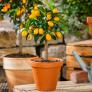 Zimmerpflanze Citrus Calamondin Stamm | #1