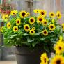 Premium Sonnenblume SunBelievable™, im ca. 13 cm-Topf | #1