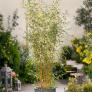 Bambus Aureocaulis, im ca. 28 cm-Topf | #1