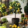 Zimmerpflanze Zitronen Stamm | #1