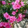 Oleander Busch, rosa, im ca. 20 cm-Topf | #1