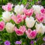 Tulpen-Mischung  Cotton Candy | #1