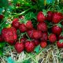 Erdbeere Aroma Auslese, Pflanzware 2x6er Tray, im ca. 7 cm-Topfballen | #1