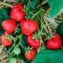 Erdbeere Herzle, Pflanzware 2x6er Tray, im ca. 7 cm Topfballen | #1