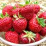 Erdbeere Rimona, im ca. 9 cm Topf | #1