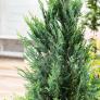 Großgebinde Gartenzypresse 80 - 100 cm, 40 Pflanzen | #1
