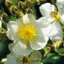 Büschelrose, weißblühend, im ca. 19 cm-Topf | #1