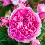 Essbare Culinaric Rose, pink, im ca. 22 cm-Topf | #1